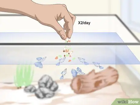 Сохраняйте гуппи здоровыми, шаг 6