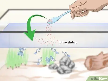 Сохраняйте здоровье гуппи Шаг 7