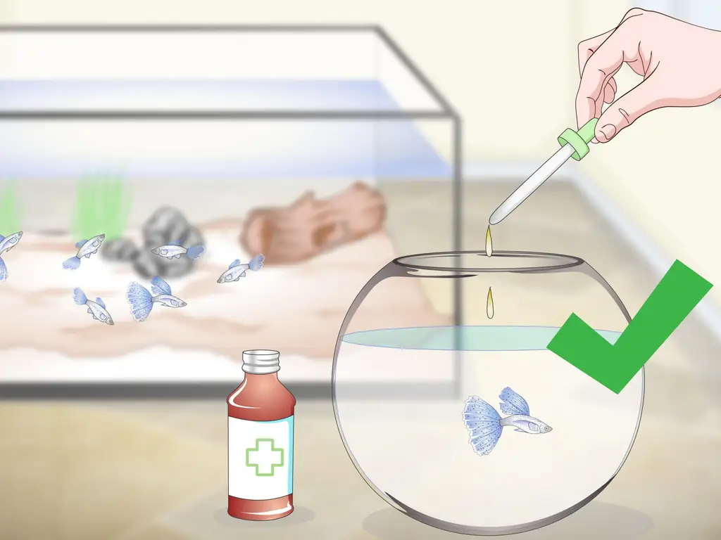 4 способа сохранить здоровье гуппи