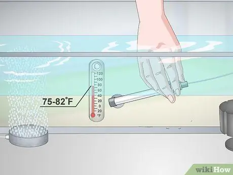 Держите и разводите модных гуппи Шаг 10