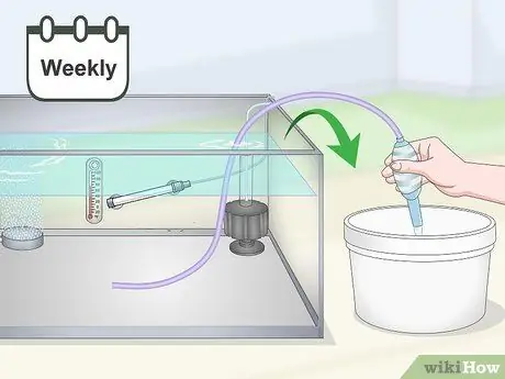 Держите и разводите модных гуппи Шаг 11