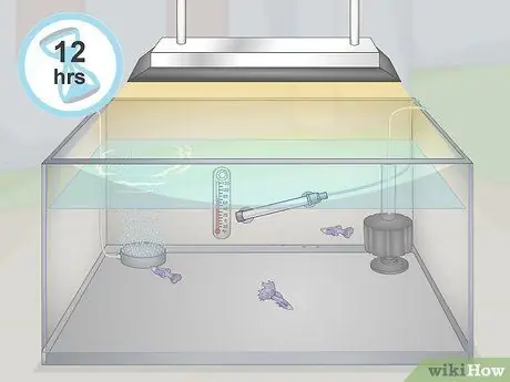 Держите и разводите модных гуппи Шаг 12