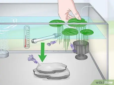 Держите и разводите модных гуппи Шаг 13