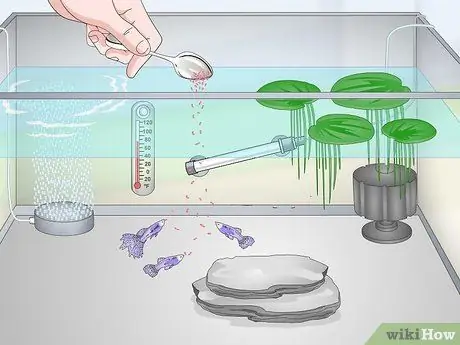 Держите и разводите модных гуппи, шаг 14