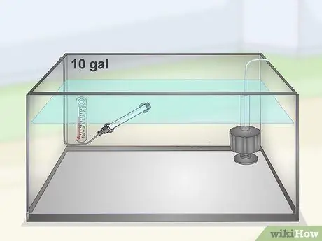 Держите и разводите модных гуппи Шаг 15