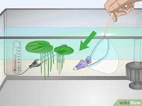 Держите и разводите модных гуппи Шаг 16