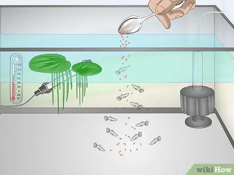 Держите и разводите модных гуппи Шаг 17