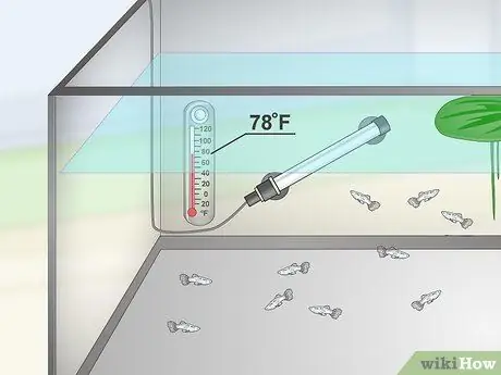 Держите и разводите причудливых гуппи Шаг 18