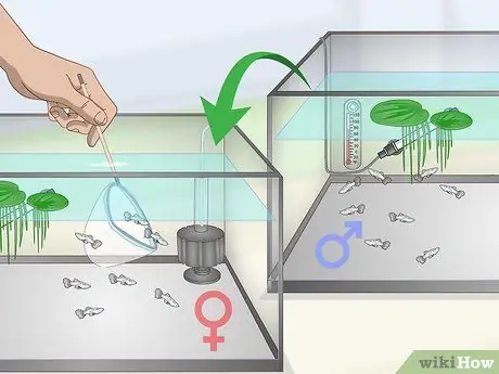 Держите и разводите модных гуппи Шаг 19