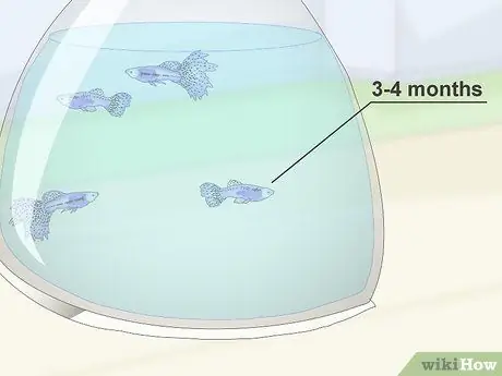 Держите и разводите модных гуппи, шаг 2