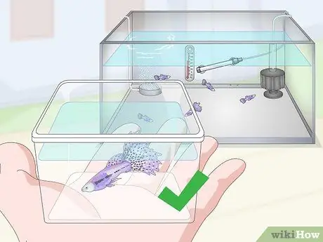 Держите и разводите модных гуппи Шаг 20