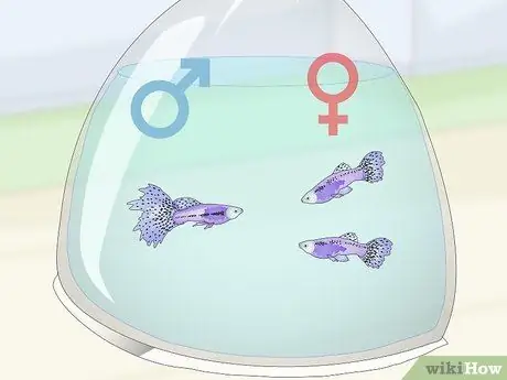 Держите и разводите модных гуппи, шаг 3