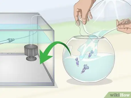 Держите и разводите причудливых гуппи, шаг 4