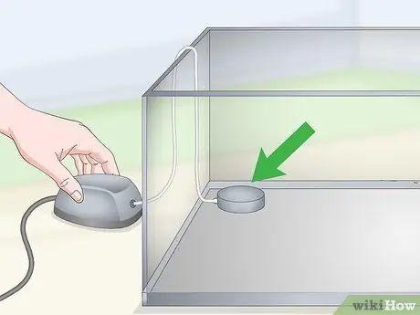 Держите и разводите модных гуппи, шаг 7