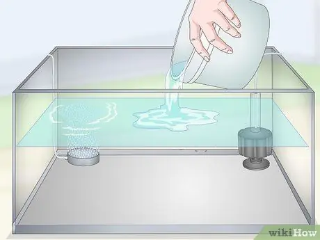 Держите и разводите модных гуппи Шаг 8