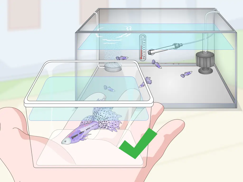 Как содержать и разводить модных гуппи (с иллюстрациями)