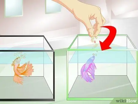 Обеспечьте защитную среду для размножения петушков Шаг 6