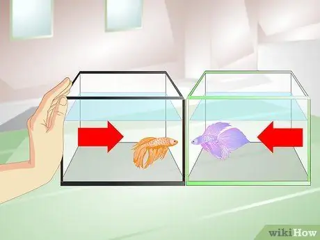 Обеспечьте защитную среду для размножения петушков Шаг 8