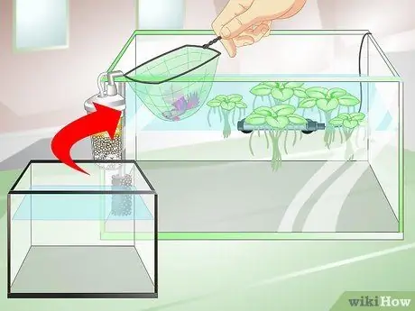 Обеспечьте защитную среду для размножения петушков Шаг 9