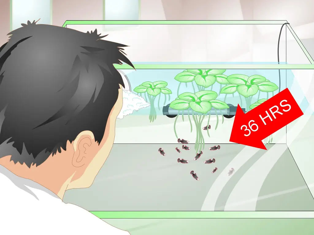 Как обеспечить безопасную среду для размножения бойцовой рыбки