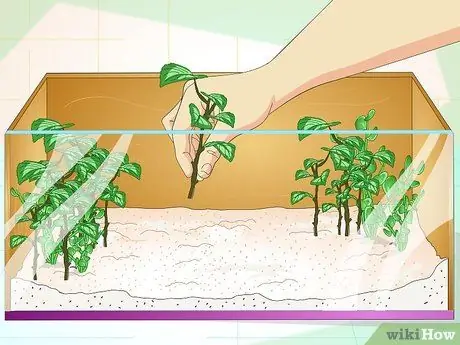 Создание среды обитания зеленых анолов Шаг 2