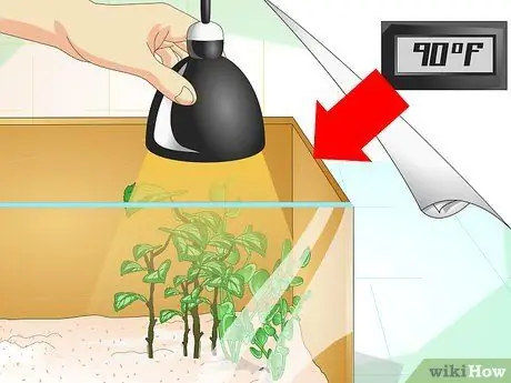 Создание среды обитания зеленых анолов Шаг 3