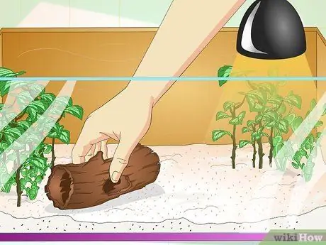 Создание среды обитания зеленых анолов Шаг 4