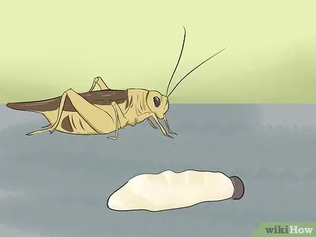 Покормить зеленую ящерицу анола, шаг 1