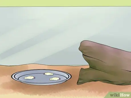 Покормить зеленую ящерицу аноле Шаг 10