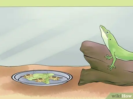 Покормить зеленую ящерицу аноле Шаг 11
