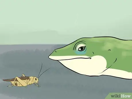 Покормить зеленую ящерицу анола, шаг 2