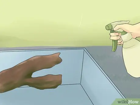 Покормить зеленую ящерицу анола, шаг 3