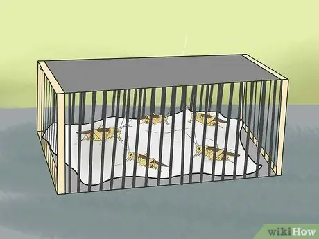 Покормить зеленую ящерицу аноле Шаг 4