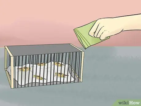 Покормить зеленую ящерицу анола Шаг 6