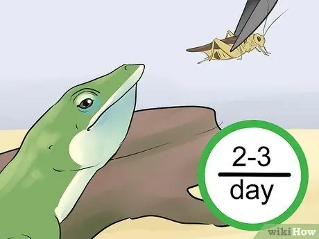 Покормить зеленую ящерицу анола Шаг 7