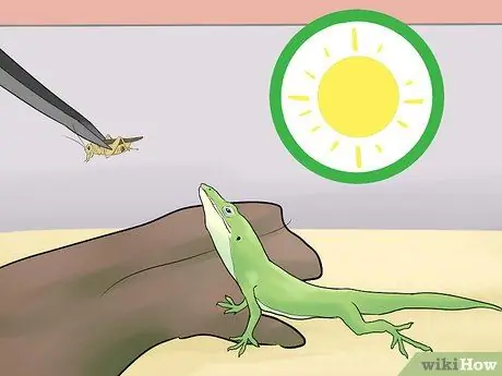 Покормить зеленую ящерицу аноле Шаг 8