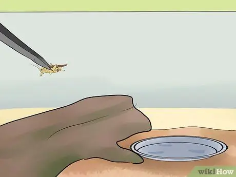 Покормить зеленую ящерицу аноле Шаг 9