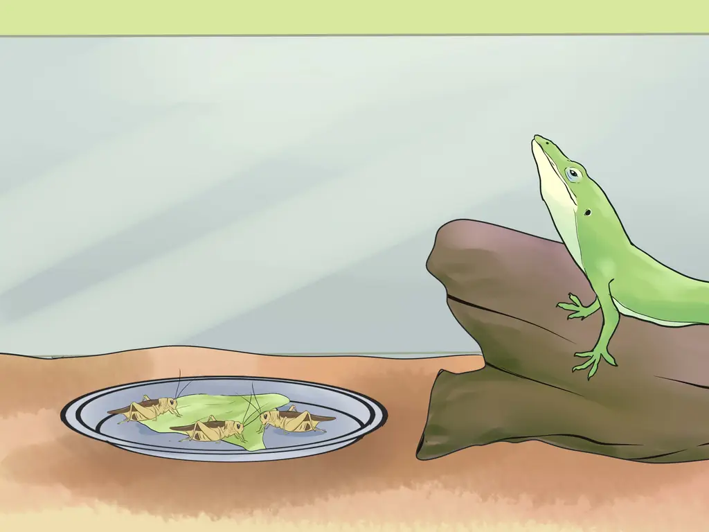 Как накормить зеленую ящерицу аноле: 11 шагов (с иллюстрациями)