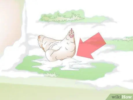 Лечить обморожение цыплят Шаг 1