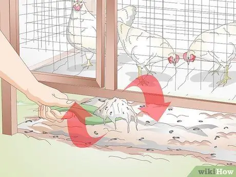 Лечить обморожение у цыплят Шаг 10