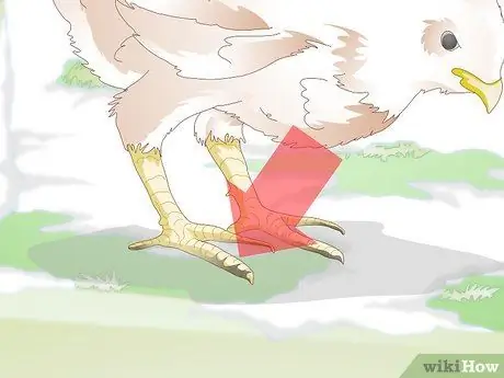 Лечить обморожение цыплят Шаг 2