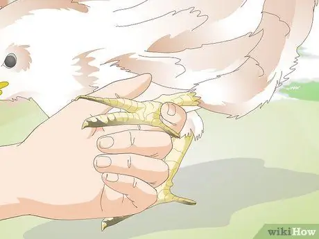 Лечить обморожение цыплят Шаг 3