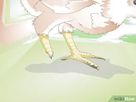 Лечить обморожение цыплят Шаг 4