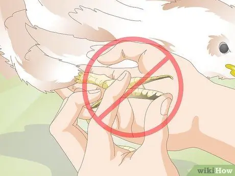 Лечить обморожение цыплят Шаг 5