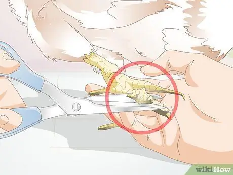 Лечить обморожение у цыплят Шаг 8