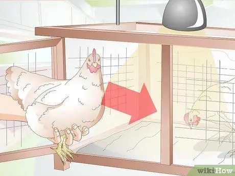 Лечить обморожение у цыплят Шаг 9