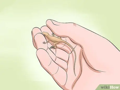 Поймай дикую ящерицу и держи ее Шаг 10