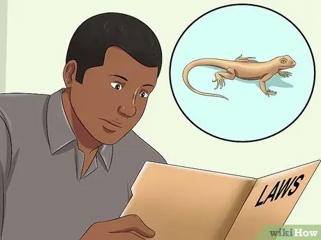 Поймай дикую ящерицу и держи ее Шаг 3