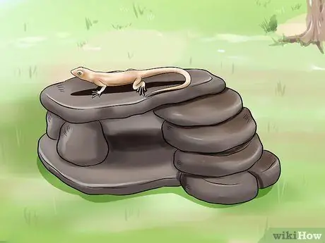 Поймай дикую ящерицу и держи ее Шаг 5