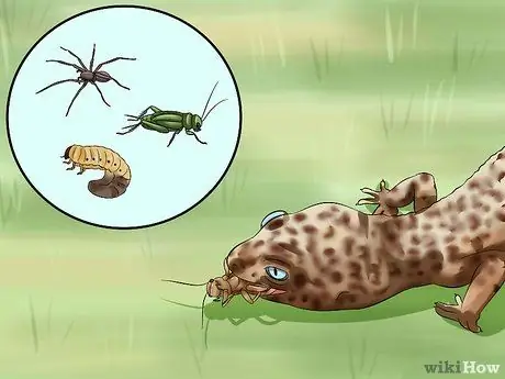 Поймай дикую ящерицу и держи ее Шаг 6